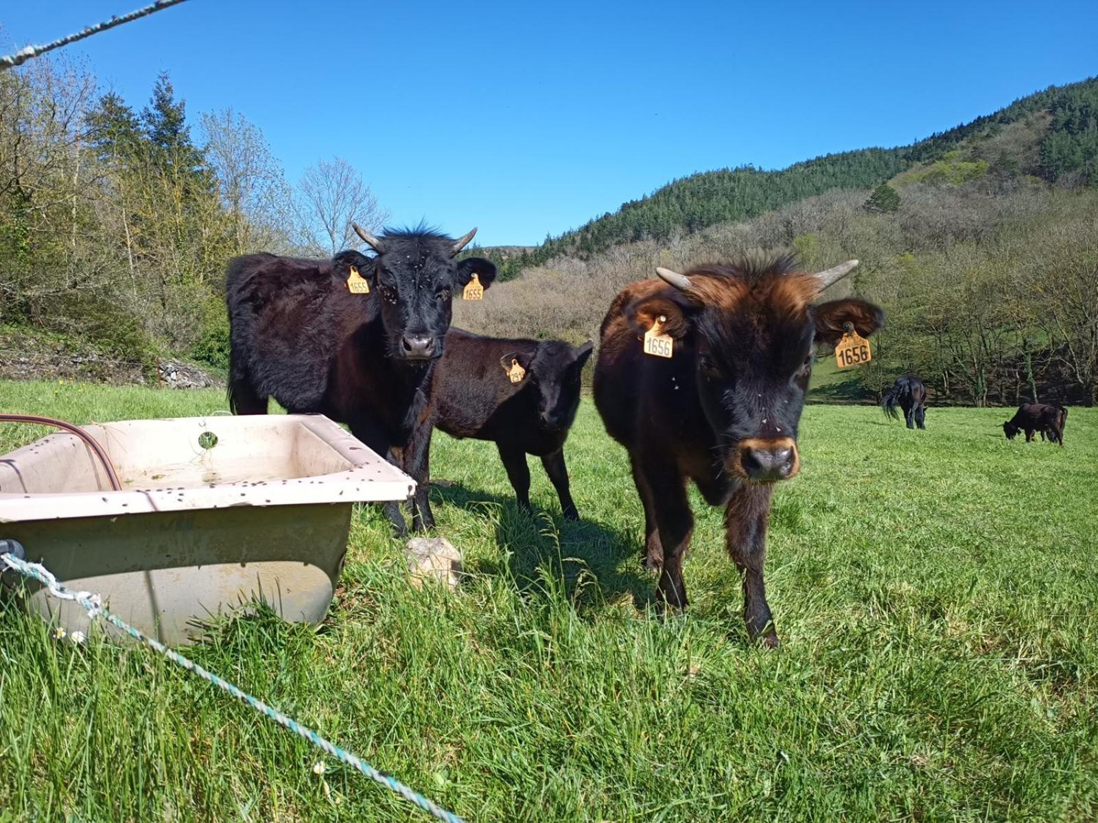 Ferme Les Therondels Saint-Pons-de-Thomieres Eksteriør bilde