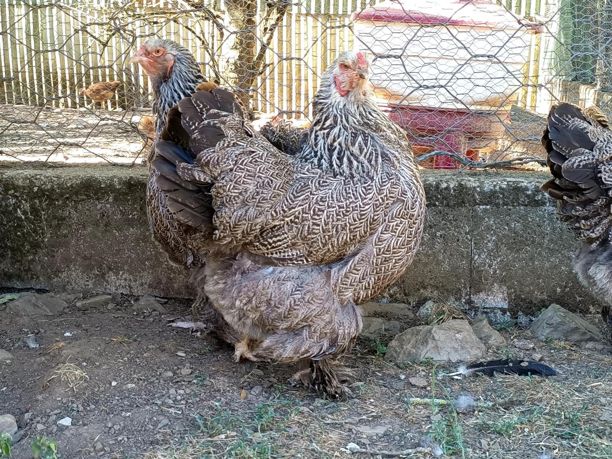 Ferme Les Therondels Saint-Pons-de-Thomieres Eksteriør bilde